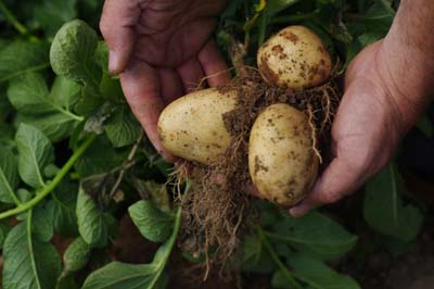 A Guide to Growing Grains, Root Vegetables and Leafy Green Vegetables Image